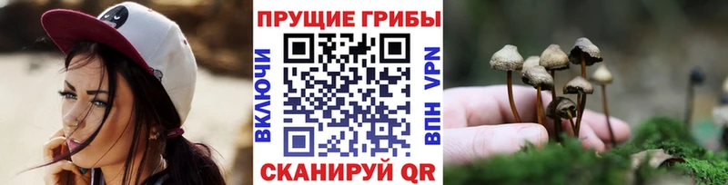 Галлюциногенные грибы Psilocybine cubensis  Курчалой 